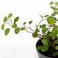 Muehlenbeckia 6cm - Green Plant The Horti House