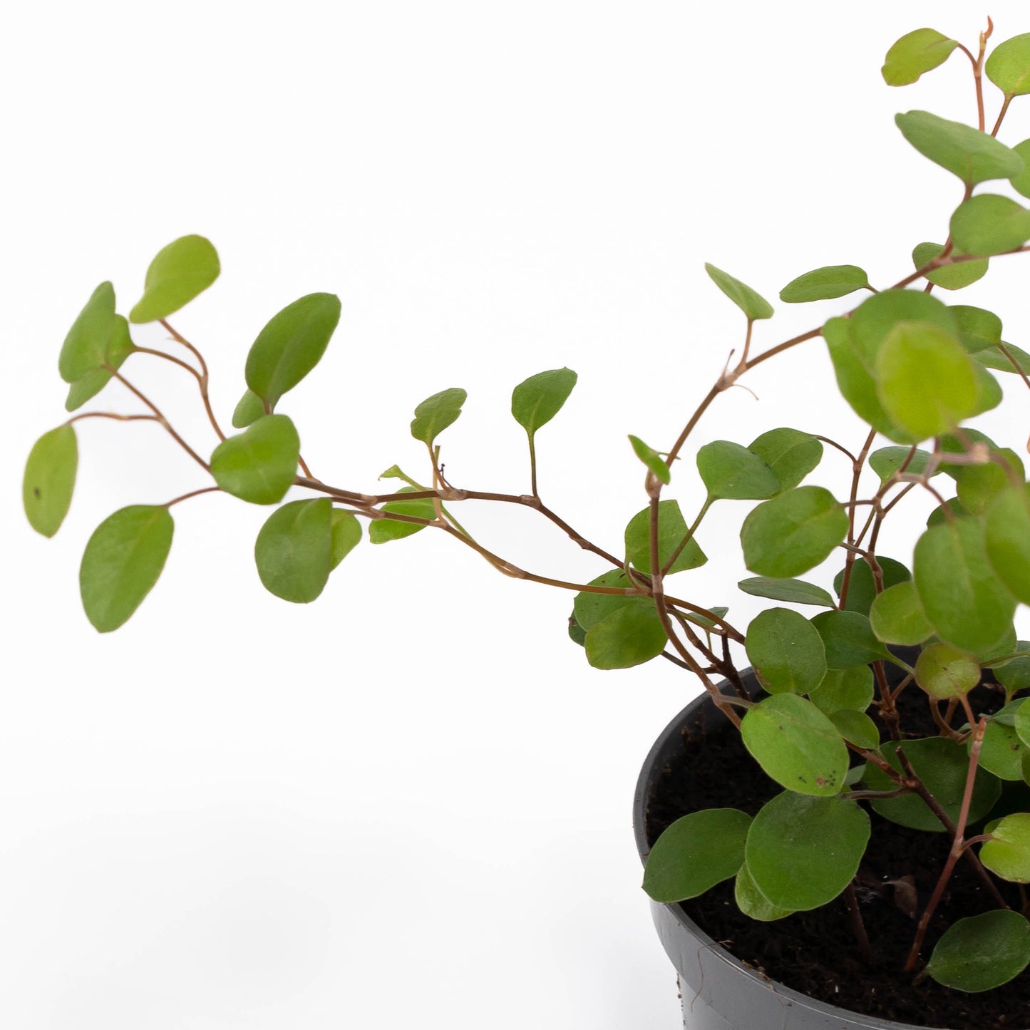 Muehlenbeckia 6cm - Green Plant The Horti House