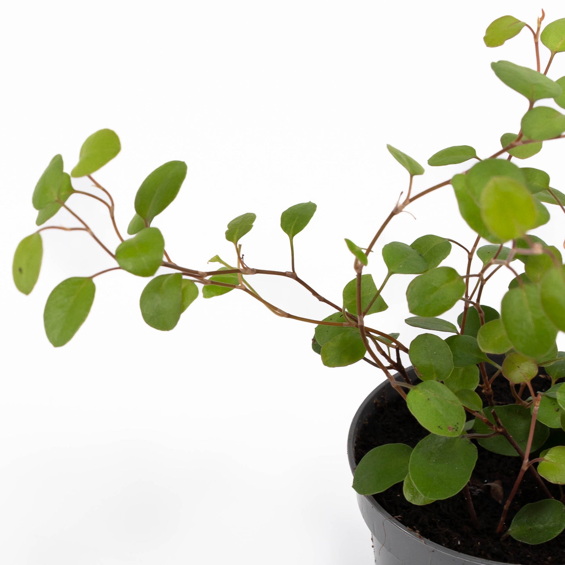 Muehlenbeckia 6cm - Green Plant The Horti House