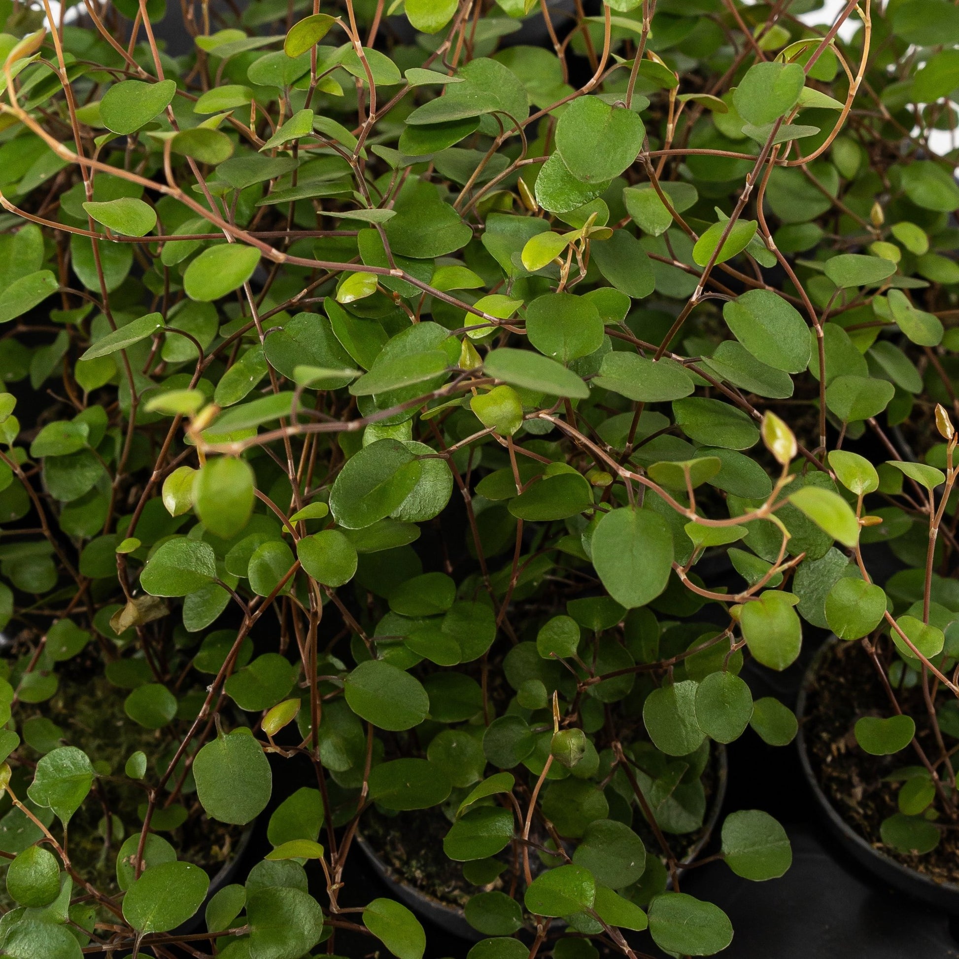 Muehlenbeckia 6cm - Green Plant The Horti House