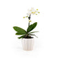 Phalaenopsis 9cm in Ceramic - Orchid The Horti House