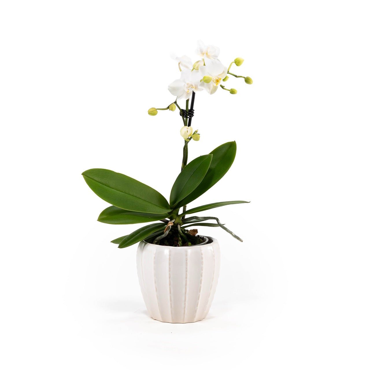 Phalaenopsis 9cm in Ceramic - Orchid The Horti House