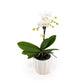 Phalaenopsis 9cm in Ceramic - Orchid The Horti House