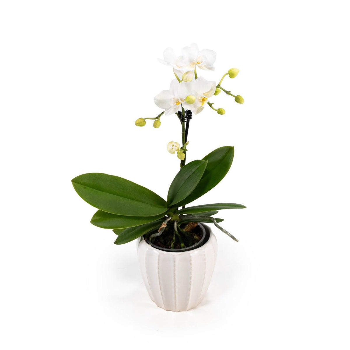 Phalaenopsis 9cm in Ceramic - Orchid The Horti House