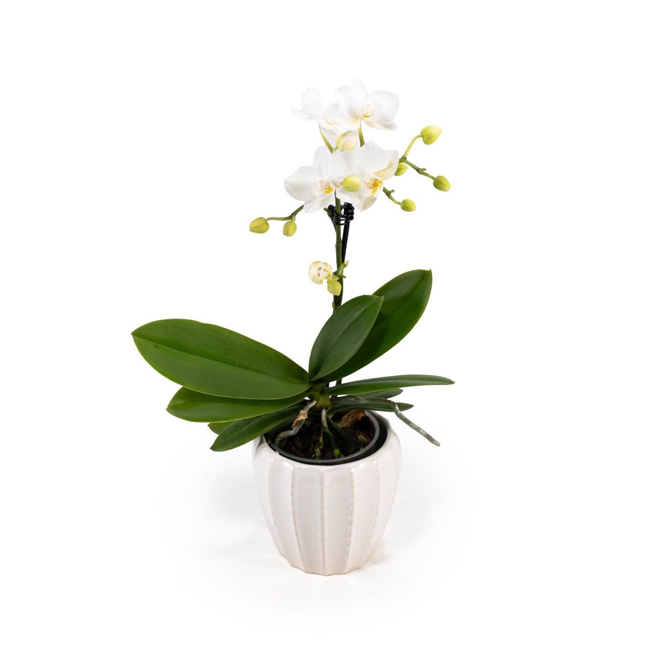 Phalaenopsis 9cm in Ceramic - Orchid The Horti House