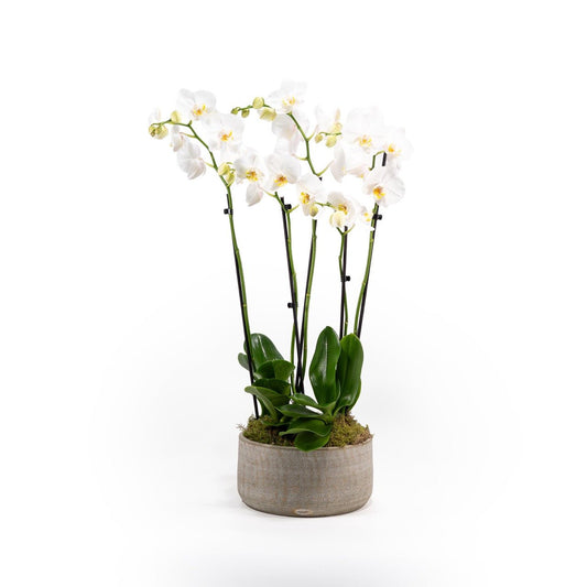 Phalaenopsis Duo in 25cm Artisan Bowl - Christmas The Horti House