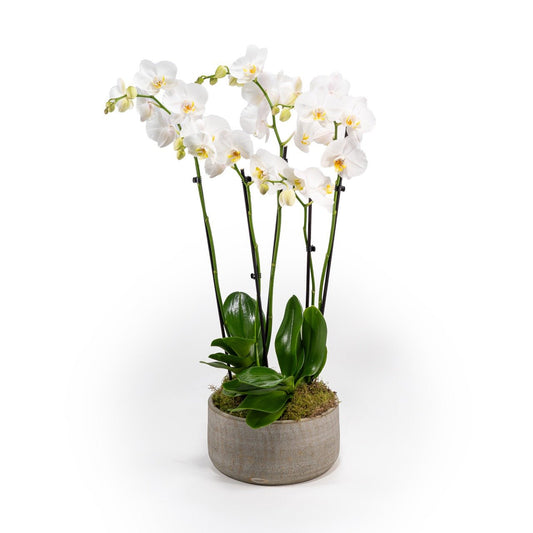 Phalaenopsis Duo in 25cm Artisan Bowl - Christmas The Horti House