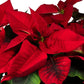Poinsettia 13cm in Festive Ceramic - Poinsettia The Horti House
