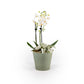 Phalaenopsis Arrangement in 12cm Hampshire - Orchid The Horti House