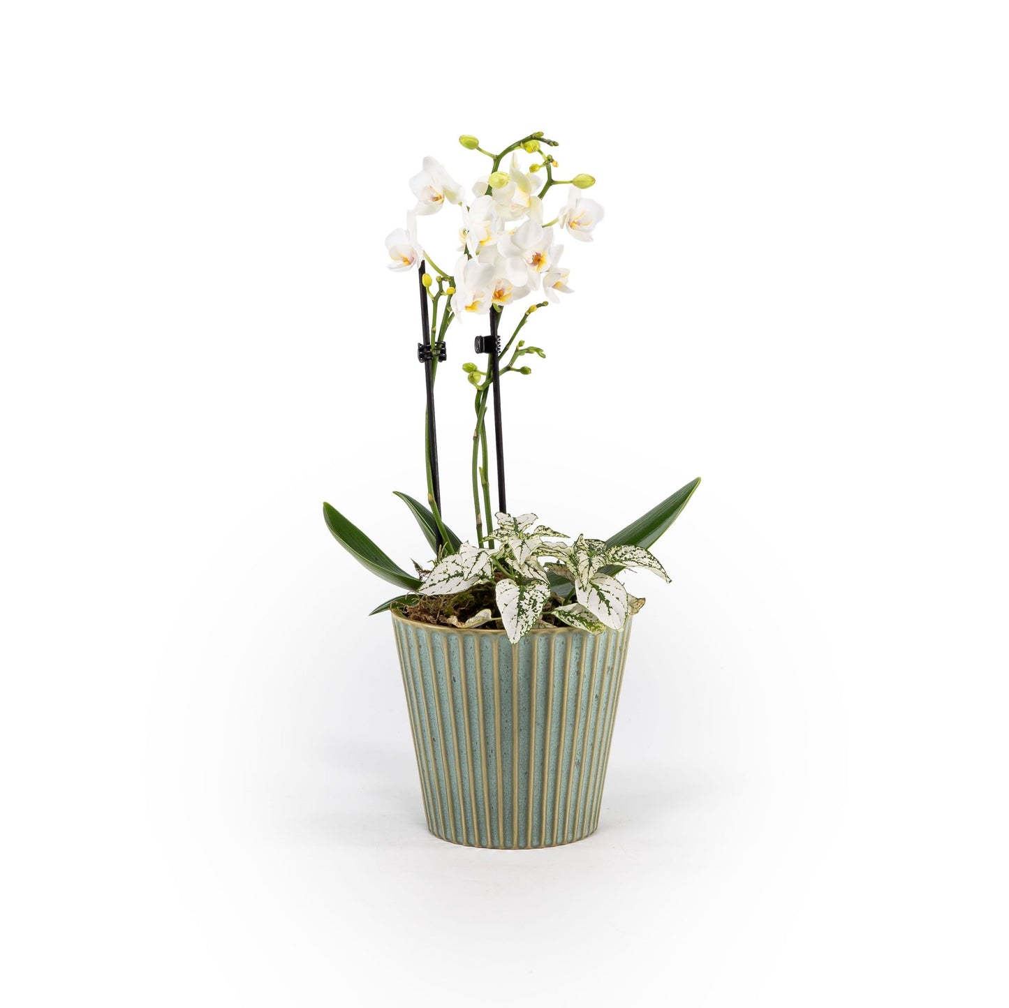 Phalaenopsis Arrangement in 12cm Hampshire - Orchid The Horti House