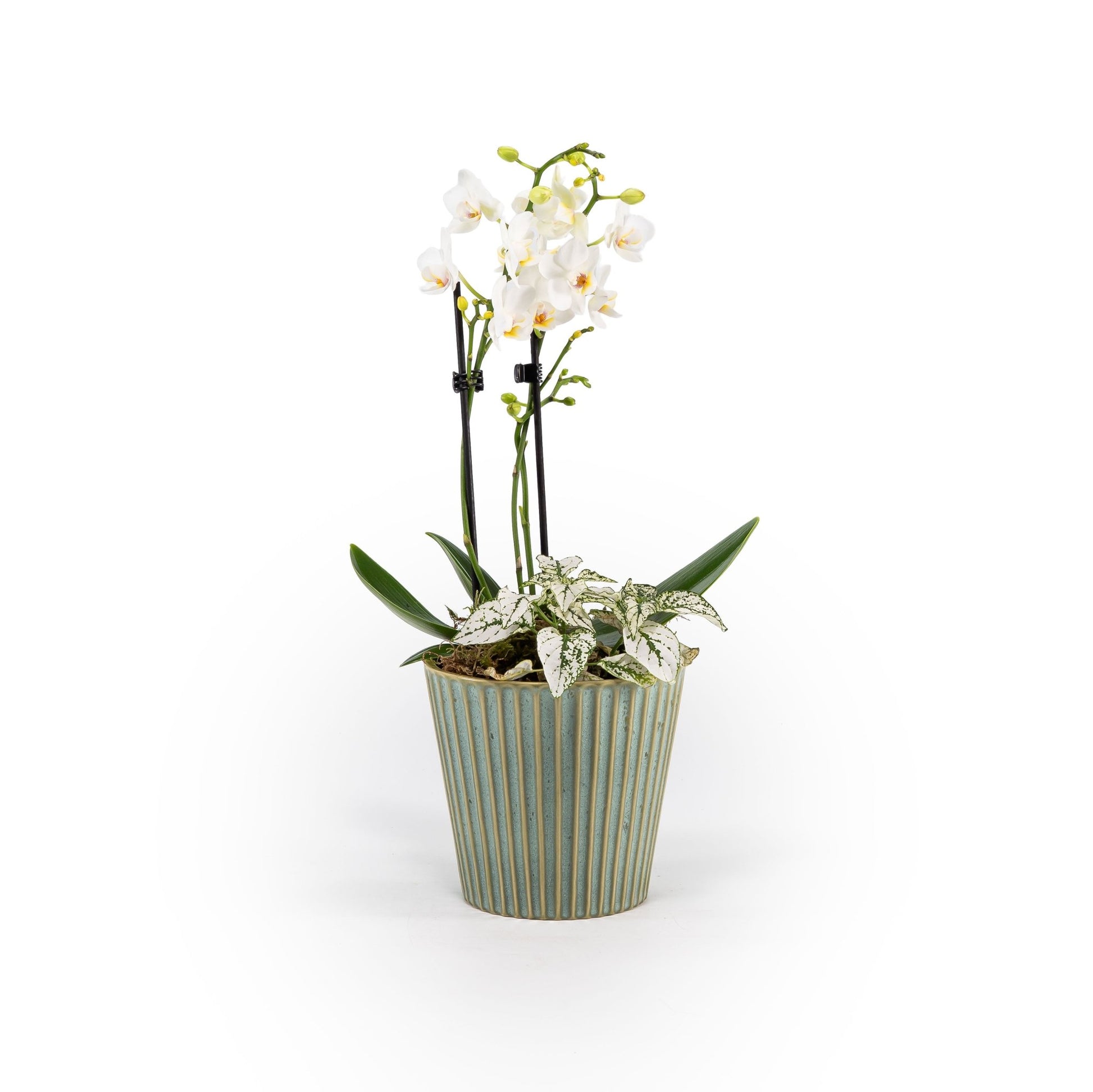 Phalaenopsis Arrangement in 12cm Hampshire - Orchid The Horti House