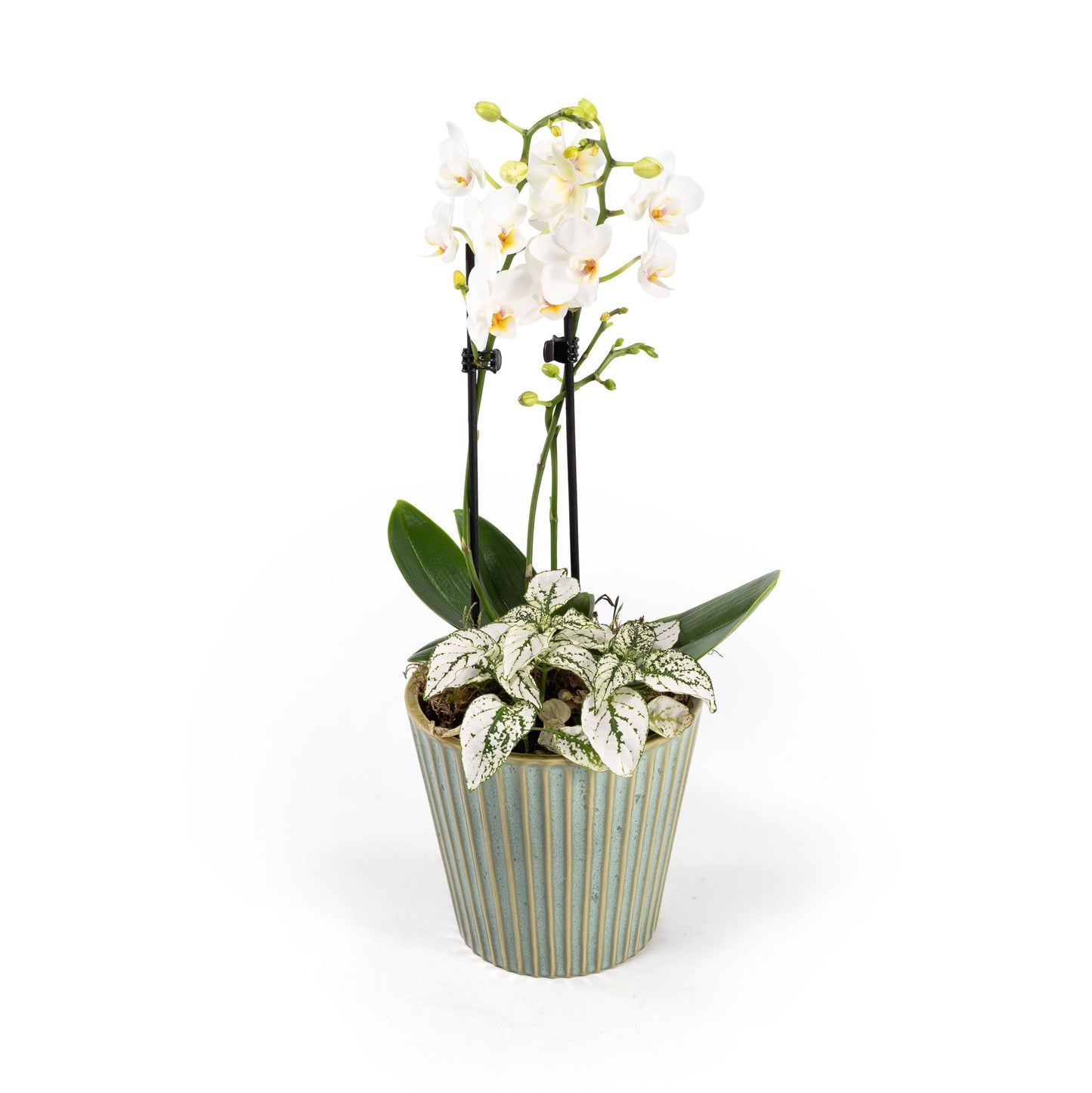 Phalaenopsis Arrangement in 12cm Hampshire - Orchid The Horti House