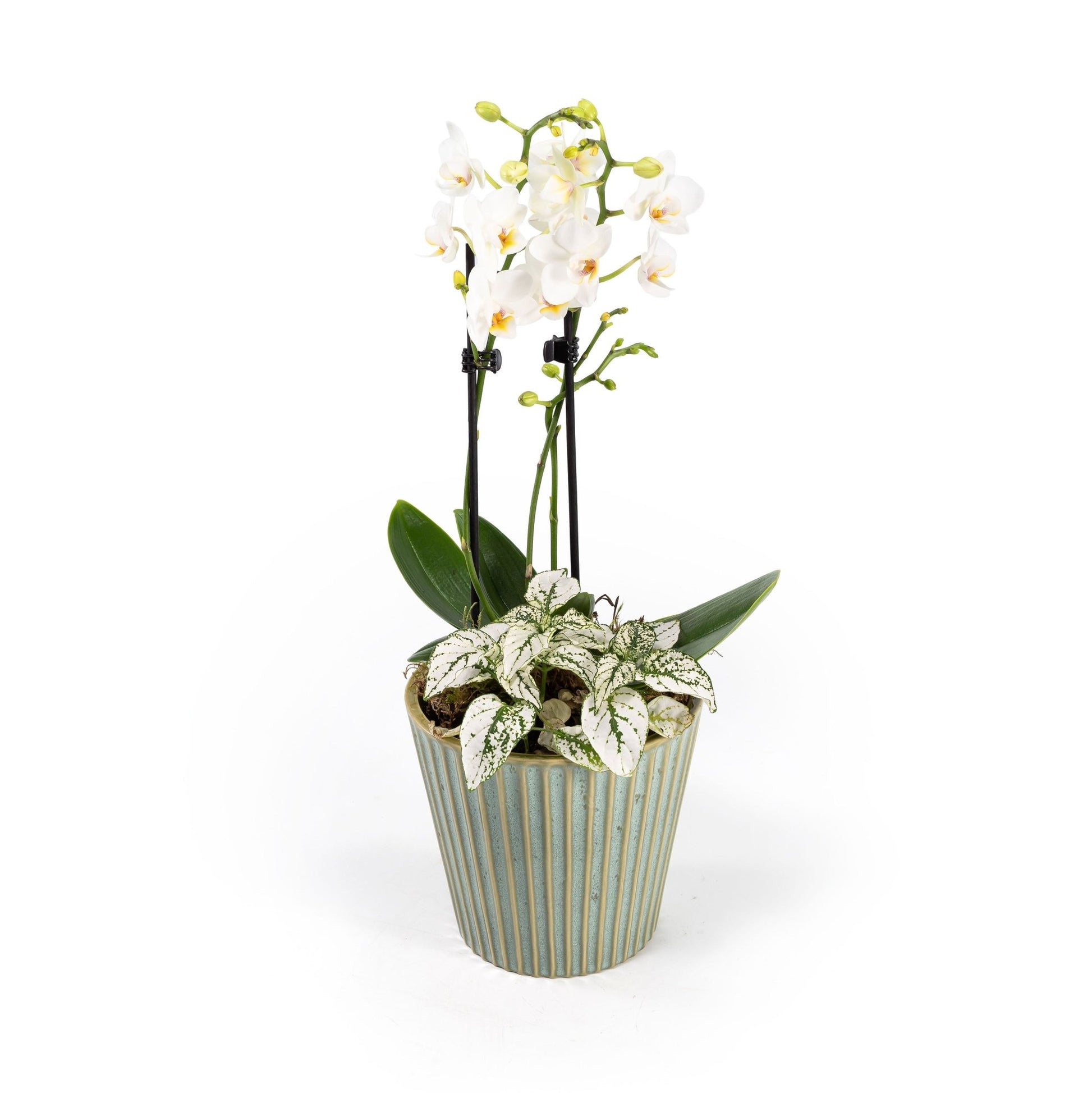 Phalaenopsis Arrangement in 12cm Hampshire - Orchid The Horti House