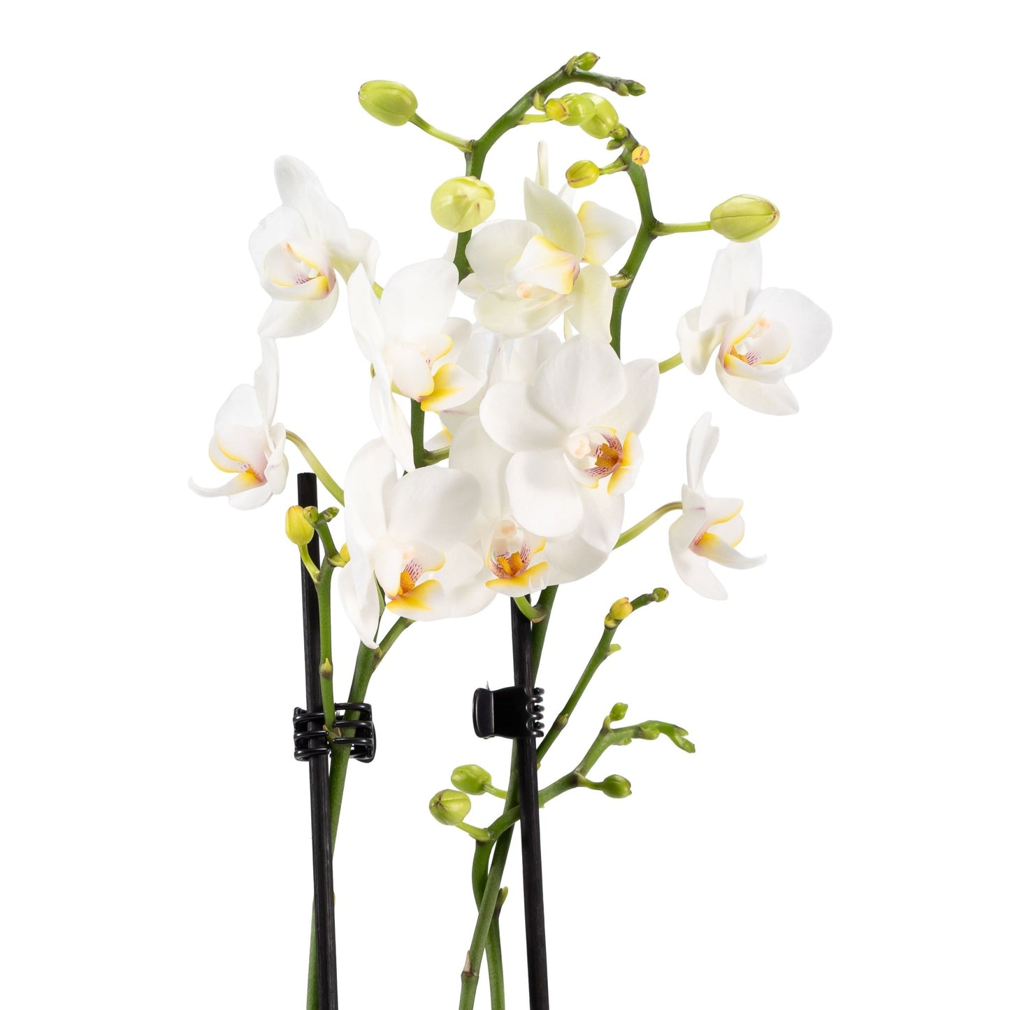 Phalaenopsis Arrangement in 12cm Hampshire - Orchid The Horti House