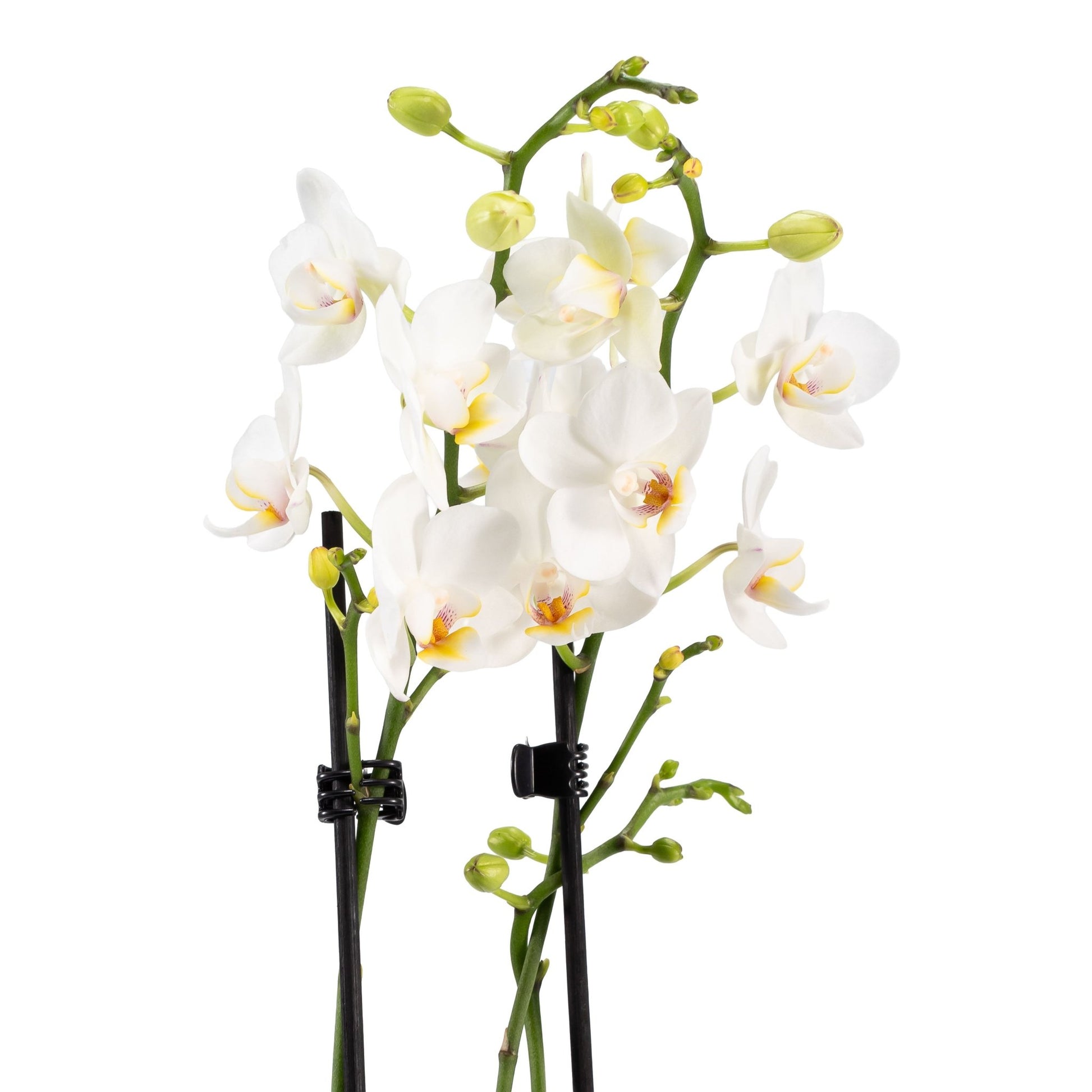 Phalaenopsis Arrangement in 12cm Hampshire - Orchid The Horti House