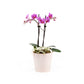 Phalaenopsis Arrangement in 12cm Hampshire - Orchid The Horti House