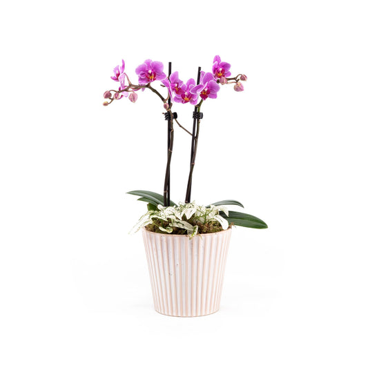 Phalaenopsis Arrangement in 12cm Hampshire - Orchid The Horti House