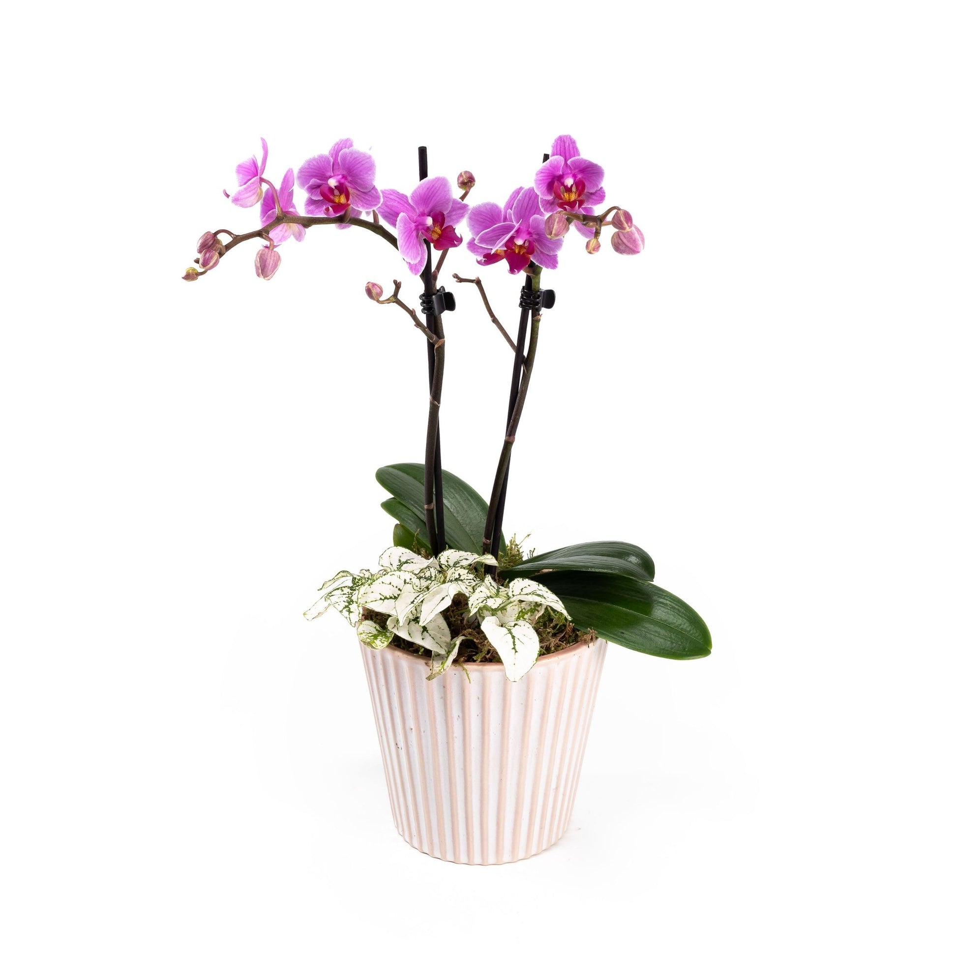 Phalaenopsis Arrangement in 12cm Hampshire - Orchid The Horti House