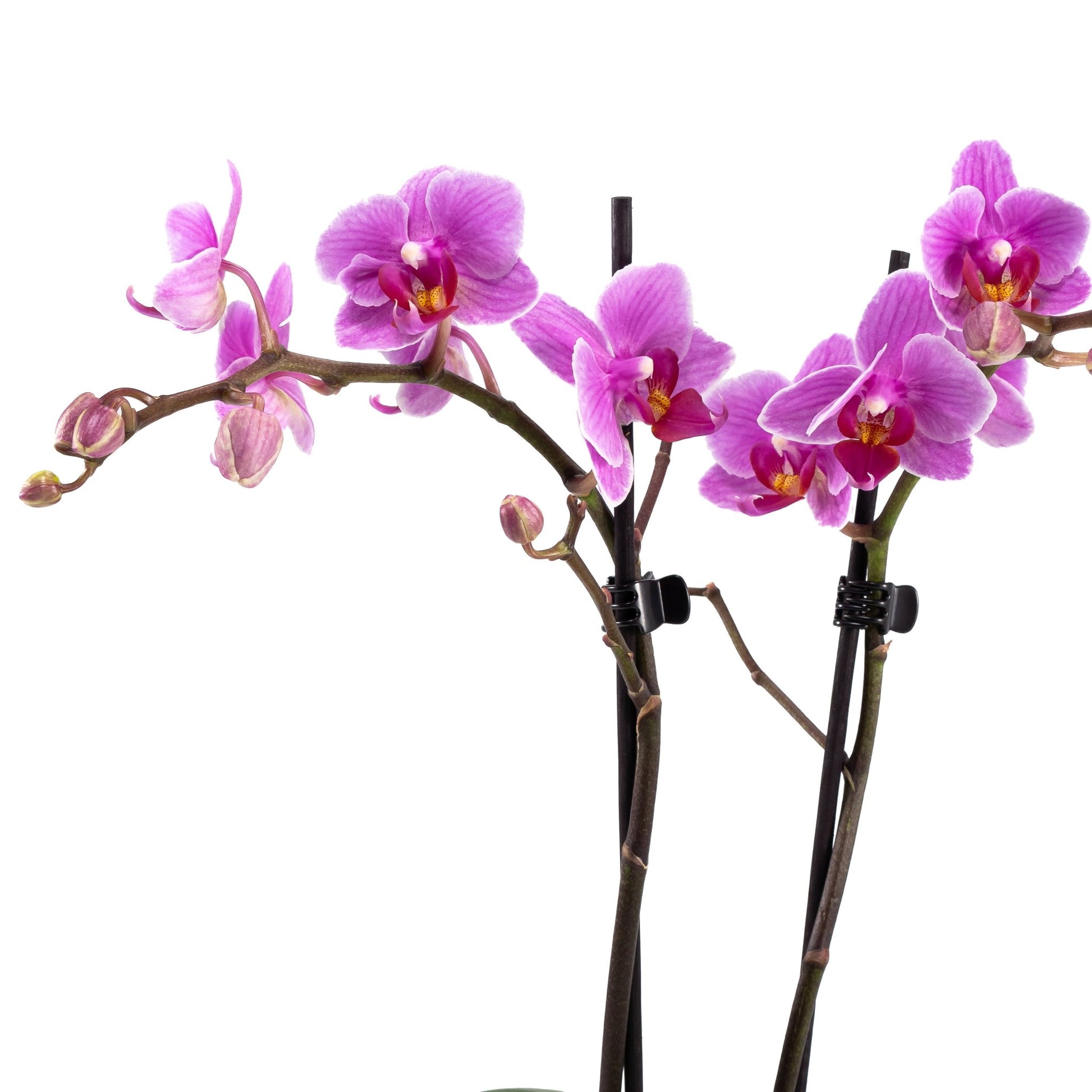 Phalaenopsis Arrangement in 12cm Hampshire - Orchid The Horti House