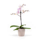 Phalaenopsis 9cm in Ceramic - Orchid The Horti House