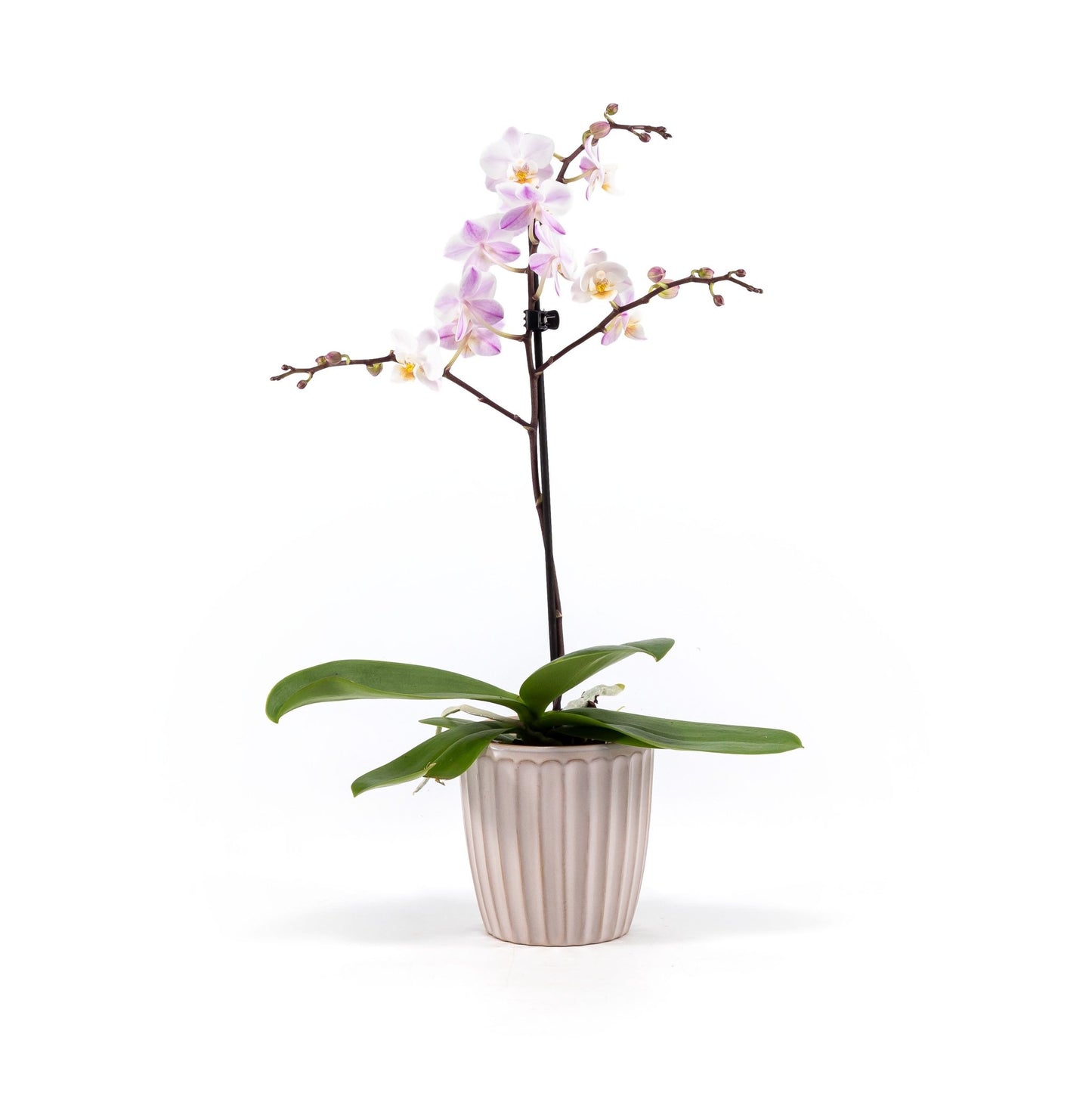 Phalaenopsis 9cm in Ceramic - Orchid The Horti House