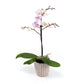 Phalaenopsis 9cm in Ceramic - Orchid The Horti House