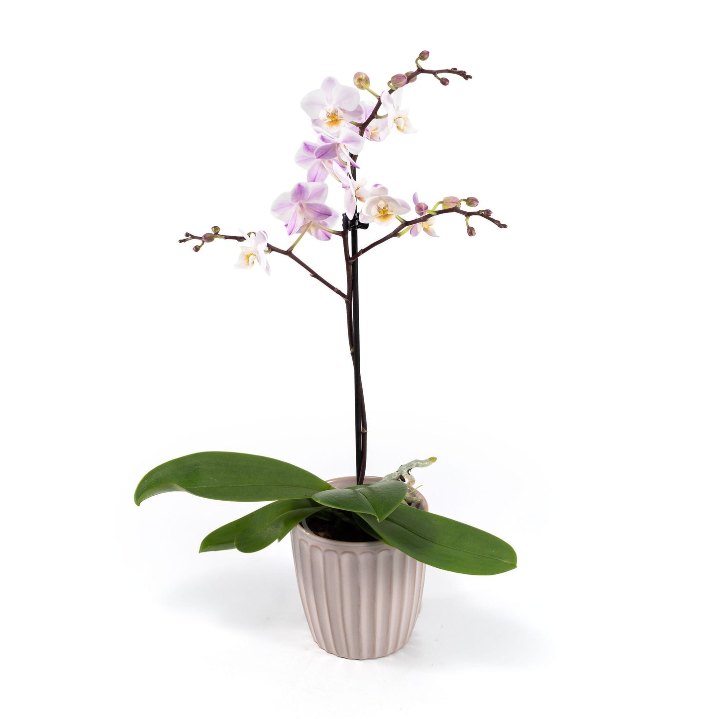 Phalaenopsis 9cm in Ceramic - Orchid The Horti House