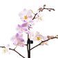 Phalaenopsis 9cm in Ceramic - Orchid The Horti House