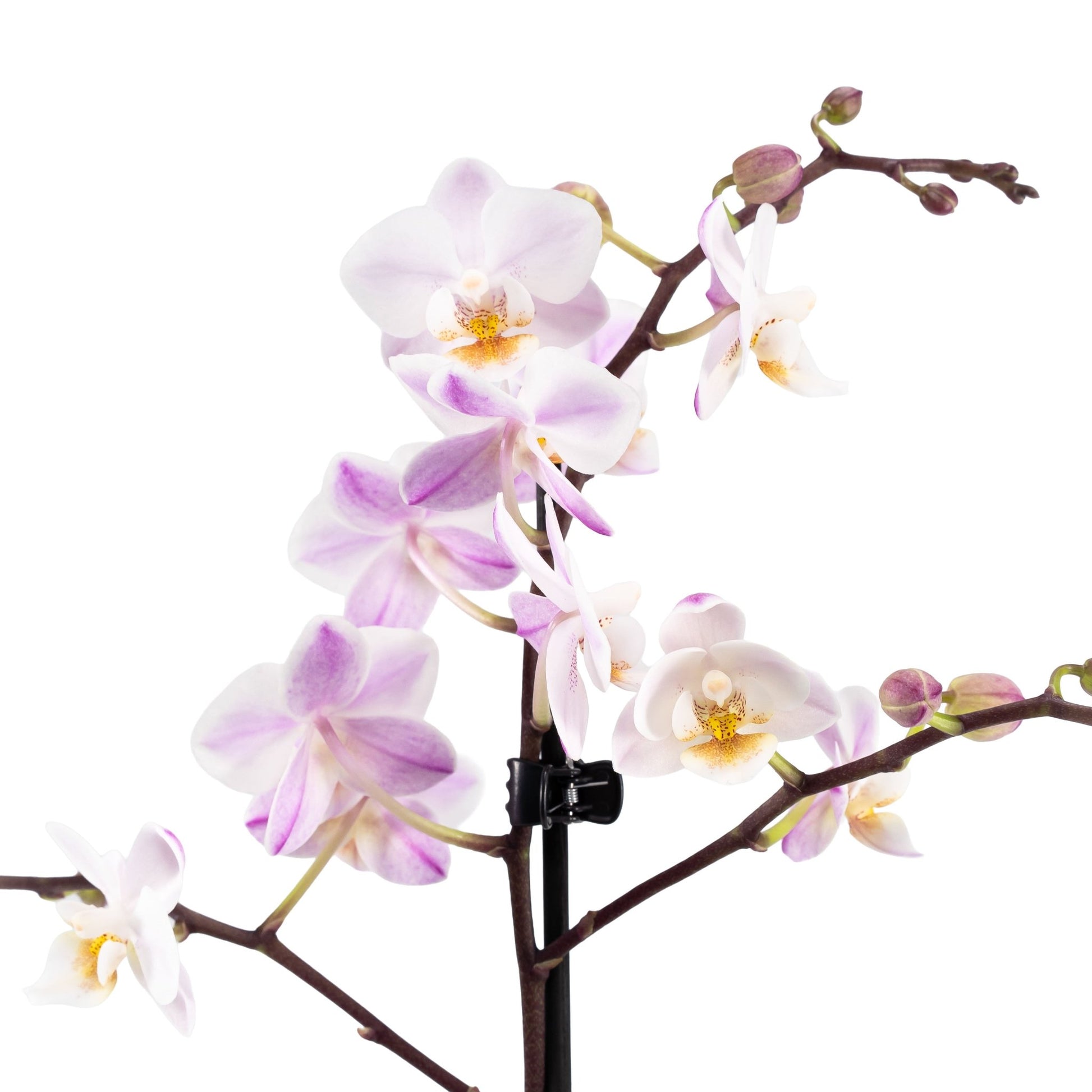 Phalaenopsis 9cm in Ceramic - Orchid The Horti House