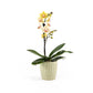 Phalaenopsis 9cm in Ceramic - Orchid The Horti House