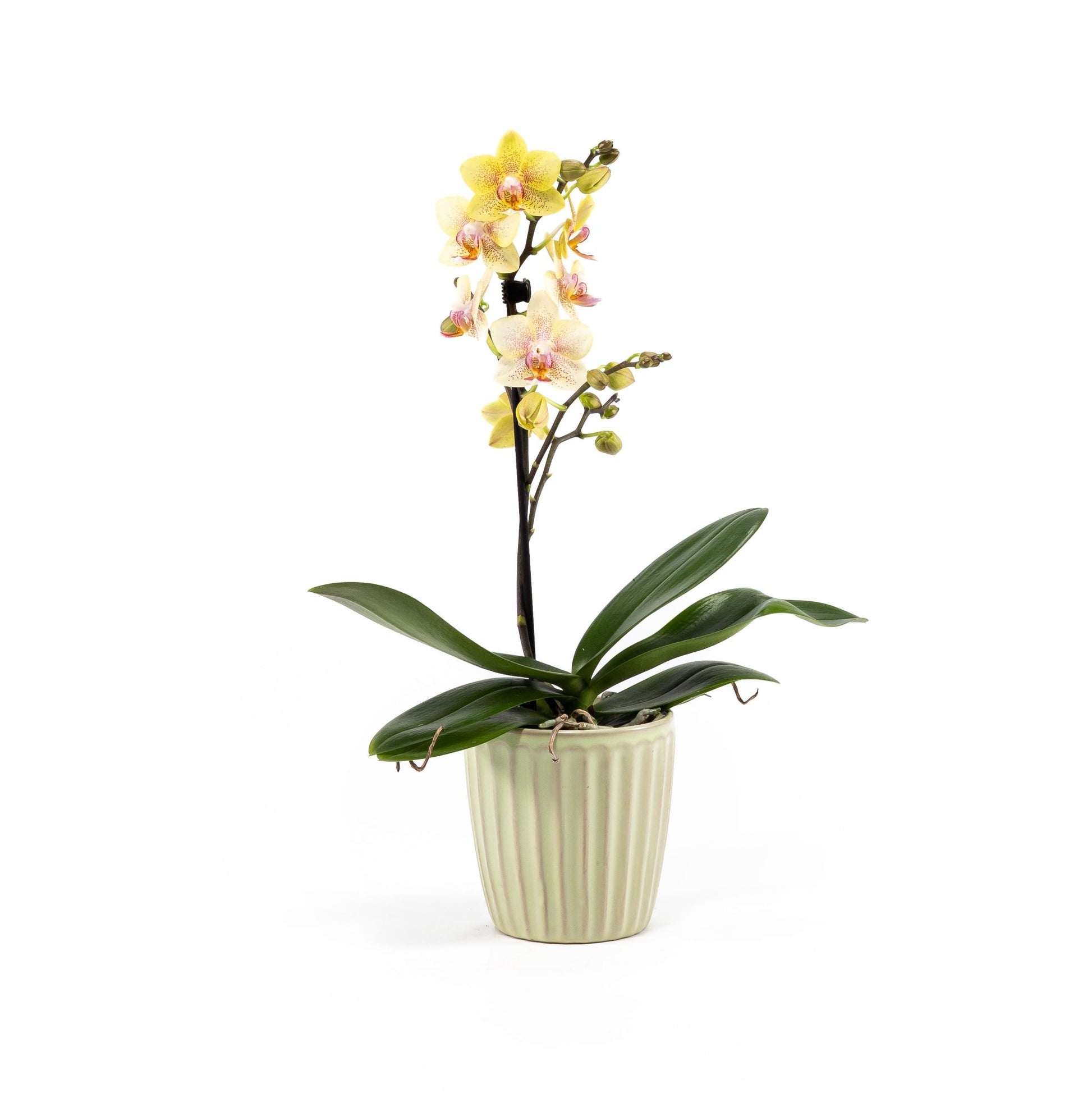 Phalaenopsis 9cm in Ceramic - Orchid The Horti House