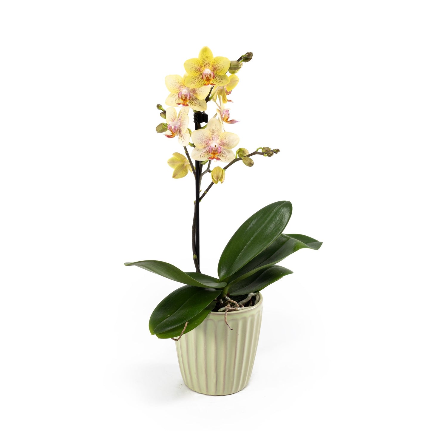 Phalaenopsis 9cm in Ceramic - Orchid The Horti House