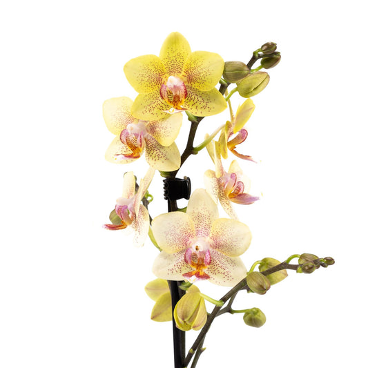 Phalaenopsis 9cm in Ceramic - Orchid The Horti House