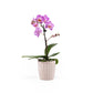 Phalaenopsis 9cm in Ceramic - Orchid The Horti House