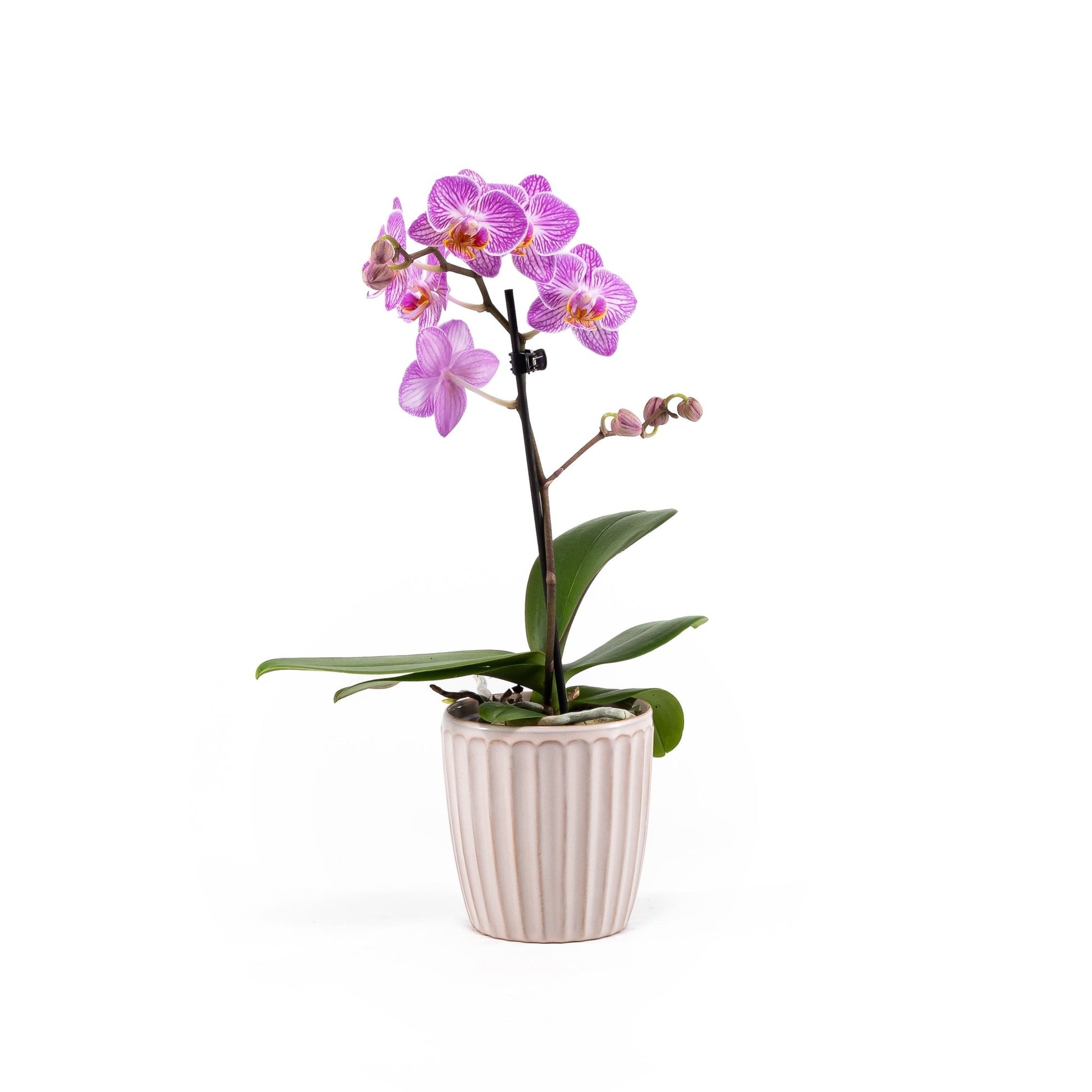 Phalaenopsis 9cm in Ceramic - Orchid The Horti House