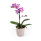 Phalaenopsis 9cm in Ceramic - Orchid The Horti House