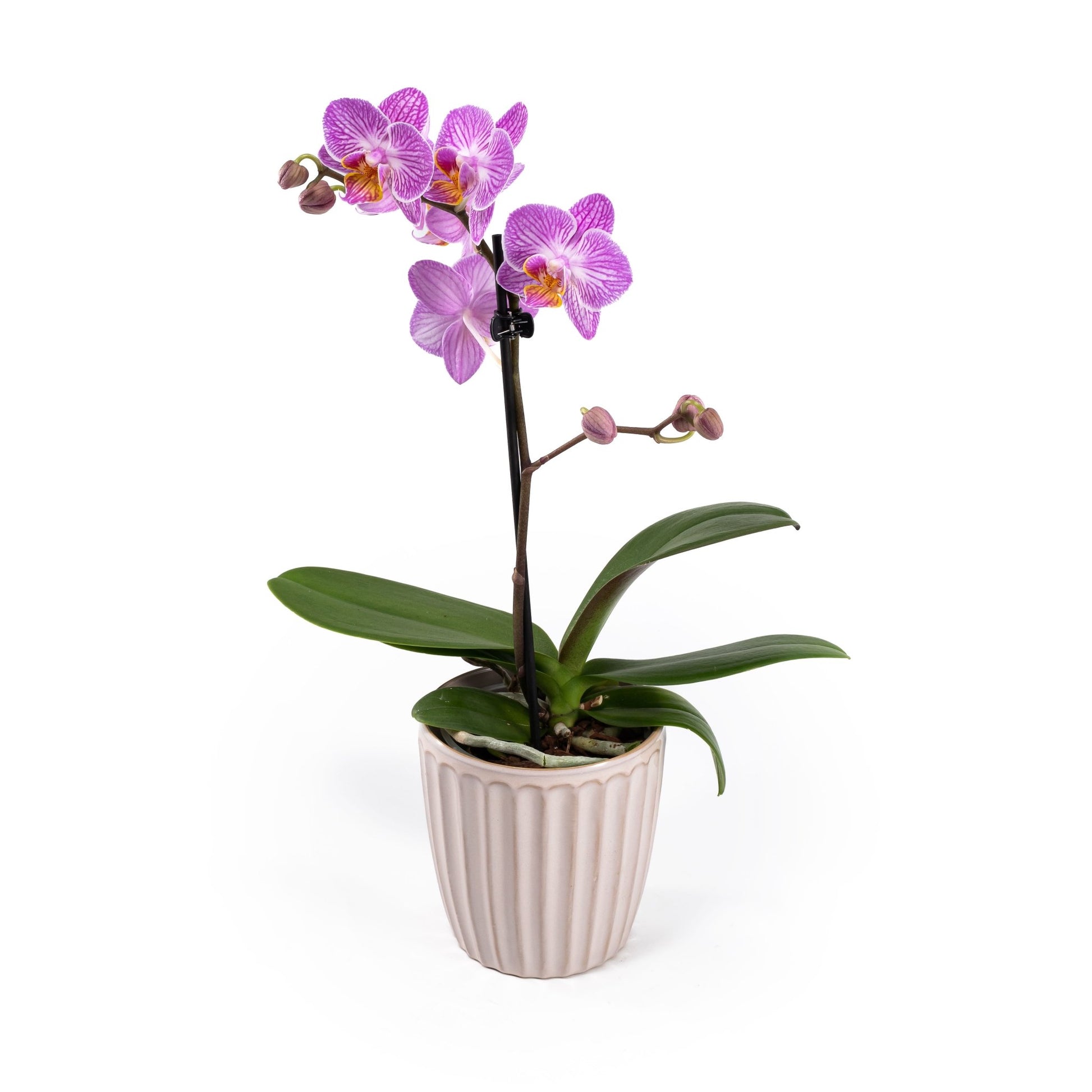 Phalaenopsis 9cm in Ceramic - Orchid The Horti House