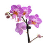 Phalaenopsis 9cm in Ceramic - Orchid The Horti House