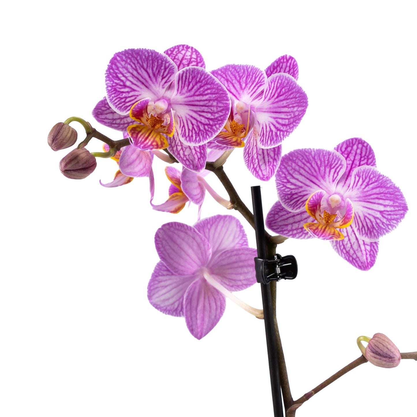 Phalaenopsis 9cm in Ceramic - Orchid The Horti House