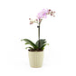 Phalaenopsis 9cm in Ceramic - Orchid The Horti House