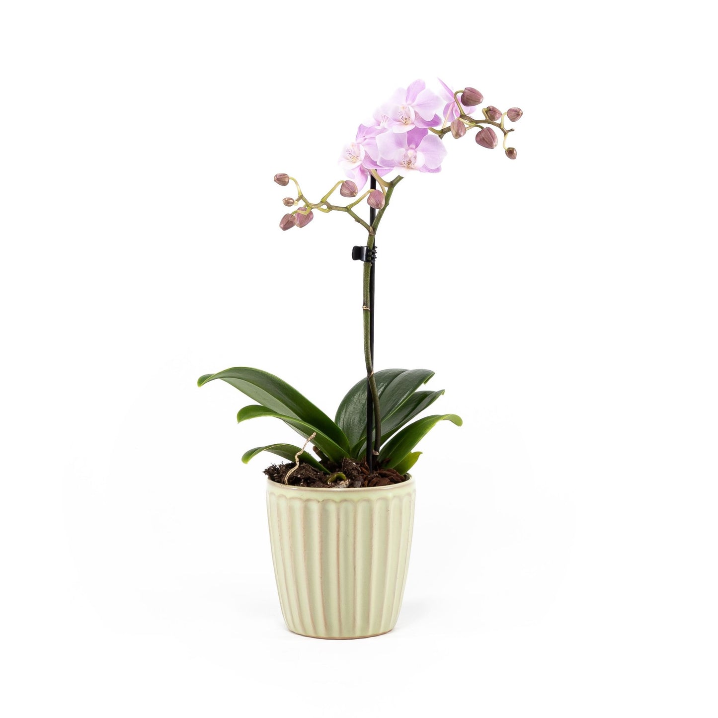 Phalaenopsis 9cm in Ceramic - Orchid The Horti House