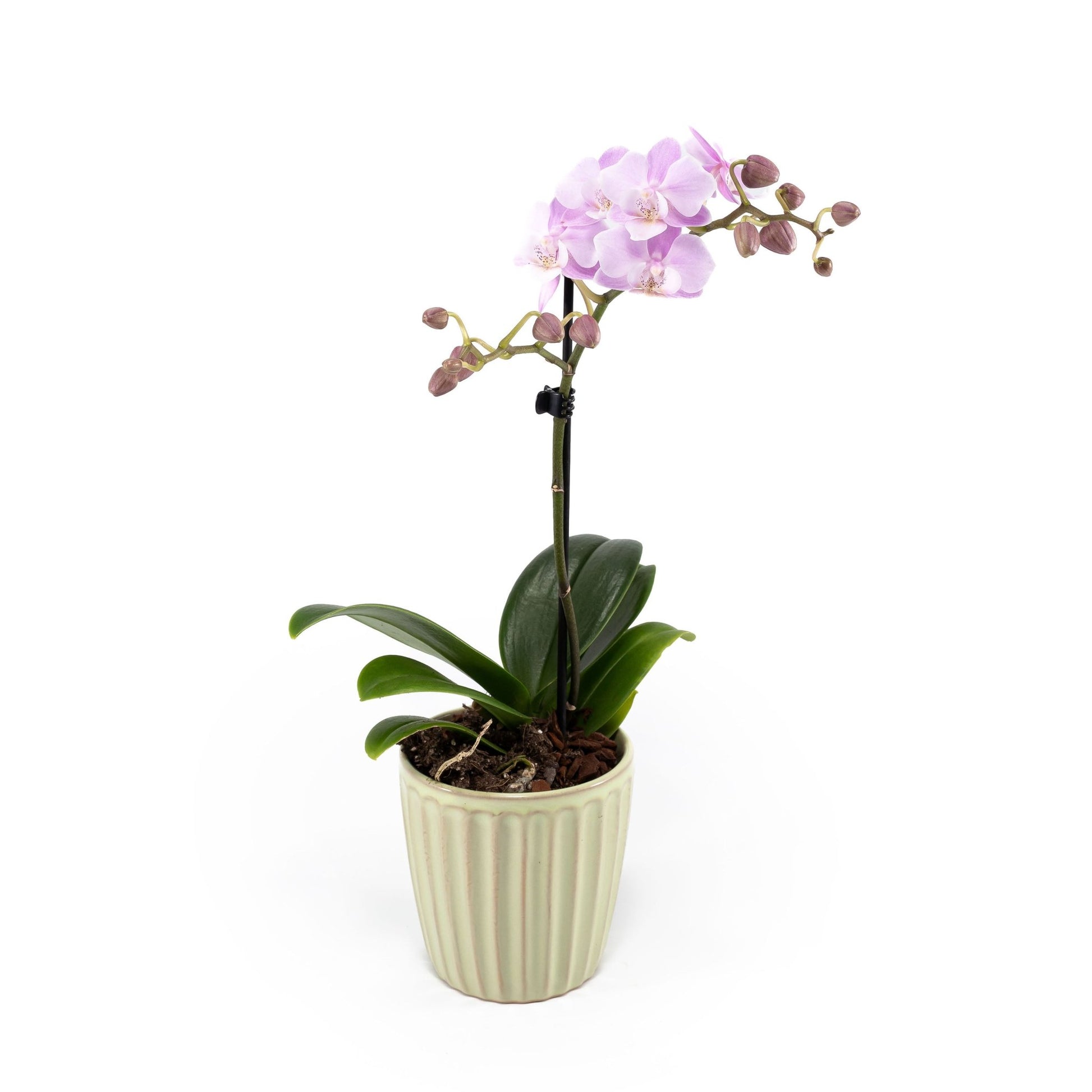 Phalaenopsis 9cm in Ceramic - Orchid The Horti House