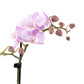 Phalaenopsis 9cm in Ceramic - Orchid The Horti House