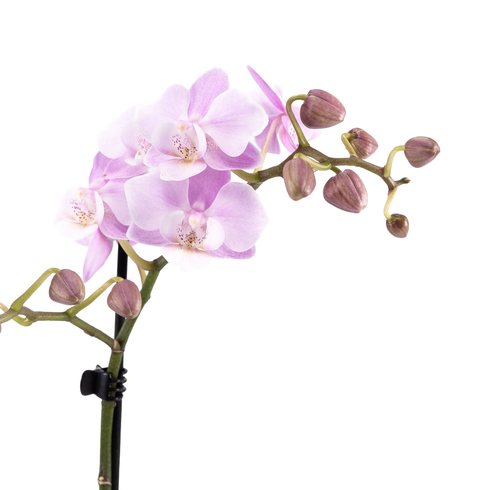 Phalaenopsis 9cm in Ceramic - Orchid The Horti House