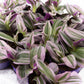 Tradescantia 5.5cm Nanouk - Green Plant The Horti House