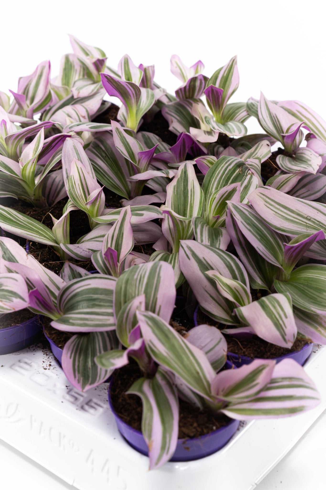 Tradescantia 5.5cm Nanouk - Green Plant The Horti House