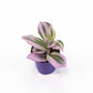 Tradescantia 5.5cm Nanouk - Green Plant The Horti House