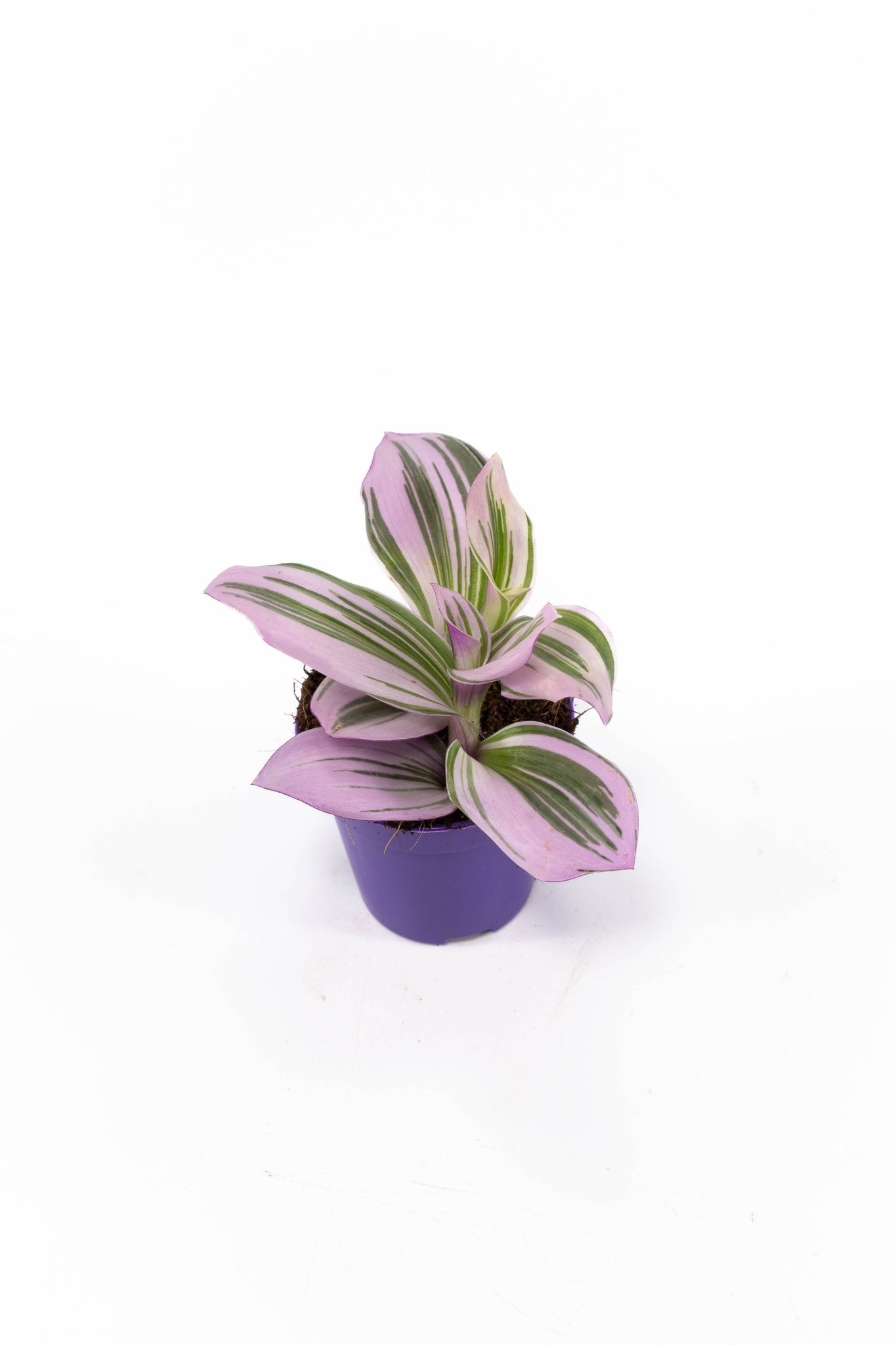 Tradescantia 5.5cm Nanouk - Green Plant The Horti House