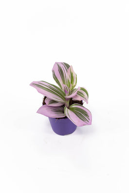 Tradescantia 5.5cm Nanouk - Green Plant The Horti House