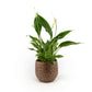 Spathiphyllum 9cm in Artisan No.1 Ceramic - Flowering The Horti House